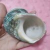 银带绿螺 - Image 3