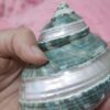 银带绿螺 - Image 4