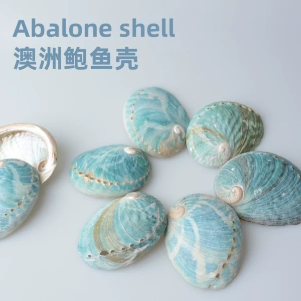 澳洲蓝色鲍鱼壳燃烧助手烧盘器皿创意家居贝壳摆件 7-9cm
