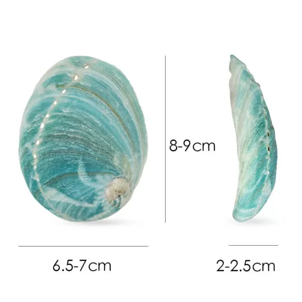 澳洲蓝色鲍鱼壳燃烧助手烧盘器皿创意家居贝壳摆件 7-9cm - 图片 3