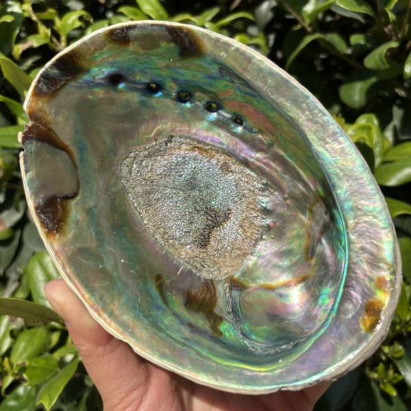 澳洲蓝色鲍鱼壳燃烧助手烧盘器皿创意家居贝壳摆件 7-9cm - 图片 2